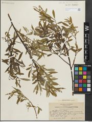 Foto von Salix lemmonii Bebb